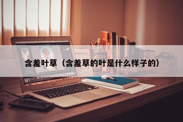 含羞叶草(含羞草的叶是什么样子的)